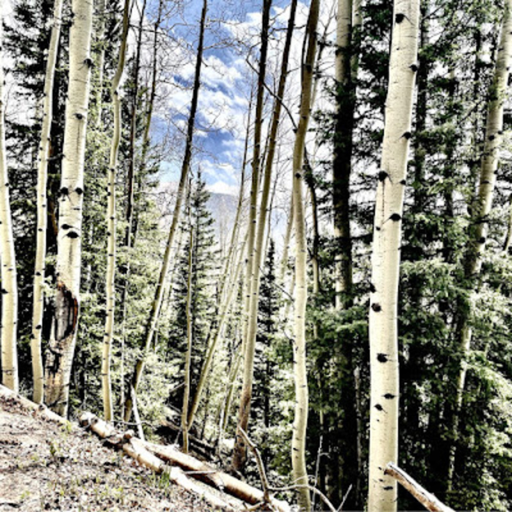 Meet your Posher, Alexia